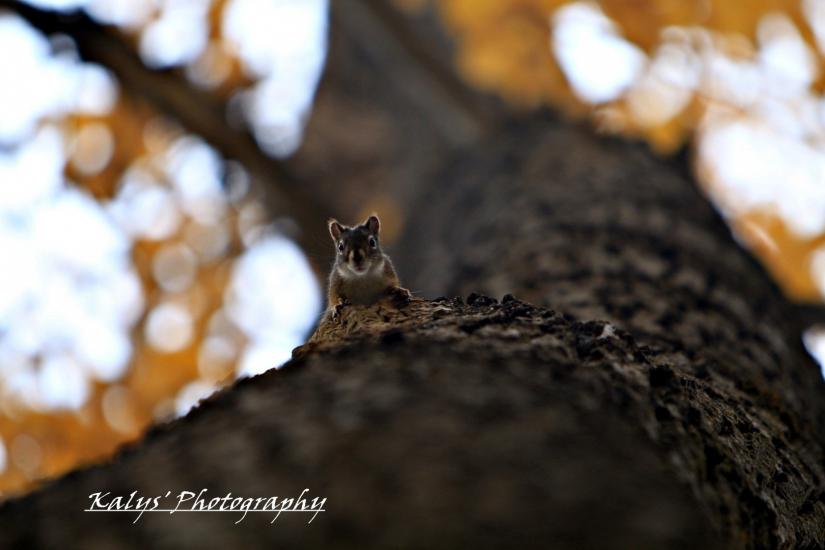 Squirrel 2 by Joseph kalys