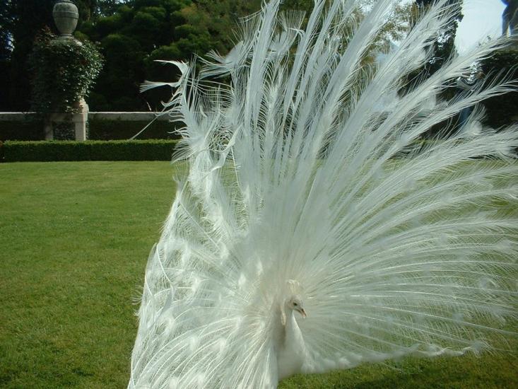 Pavone bianco