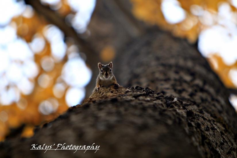 Squirrel 3 by Joseph kalys