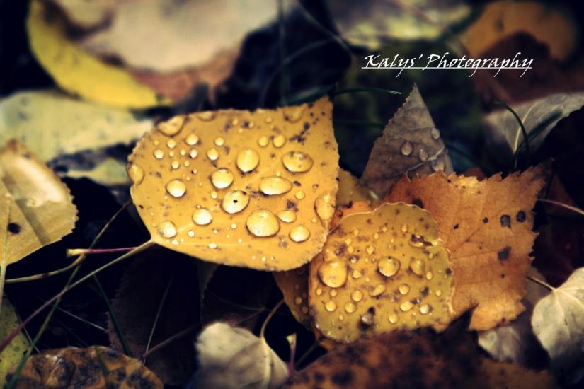 Fall Drops 6 by Joseph kalys