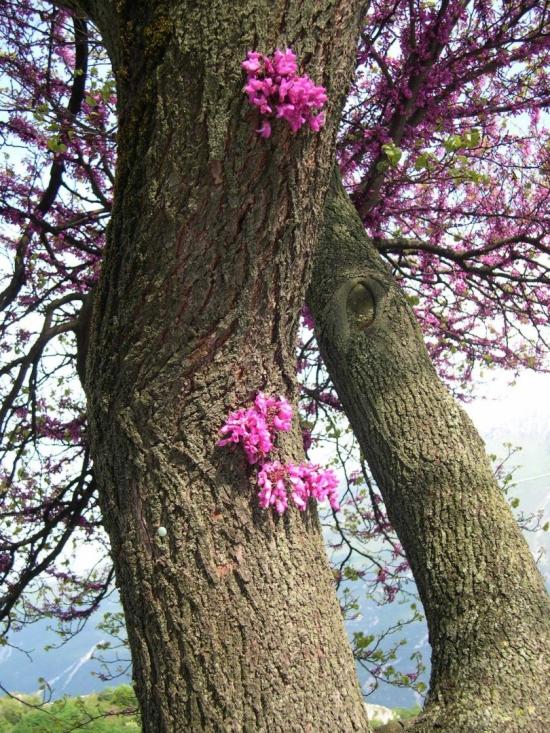 Primavera
