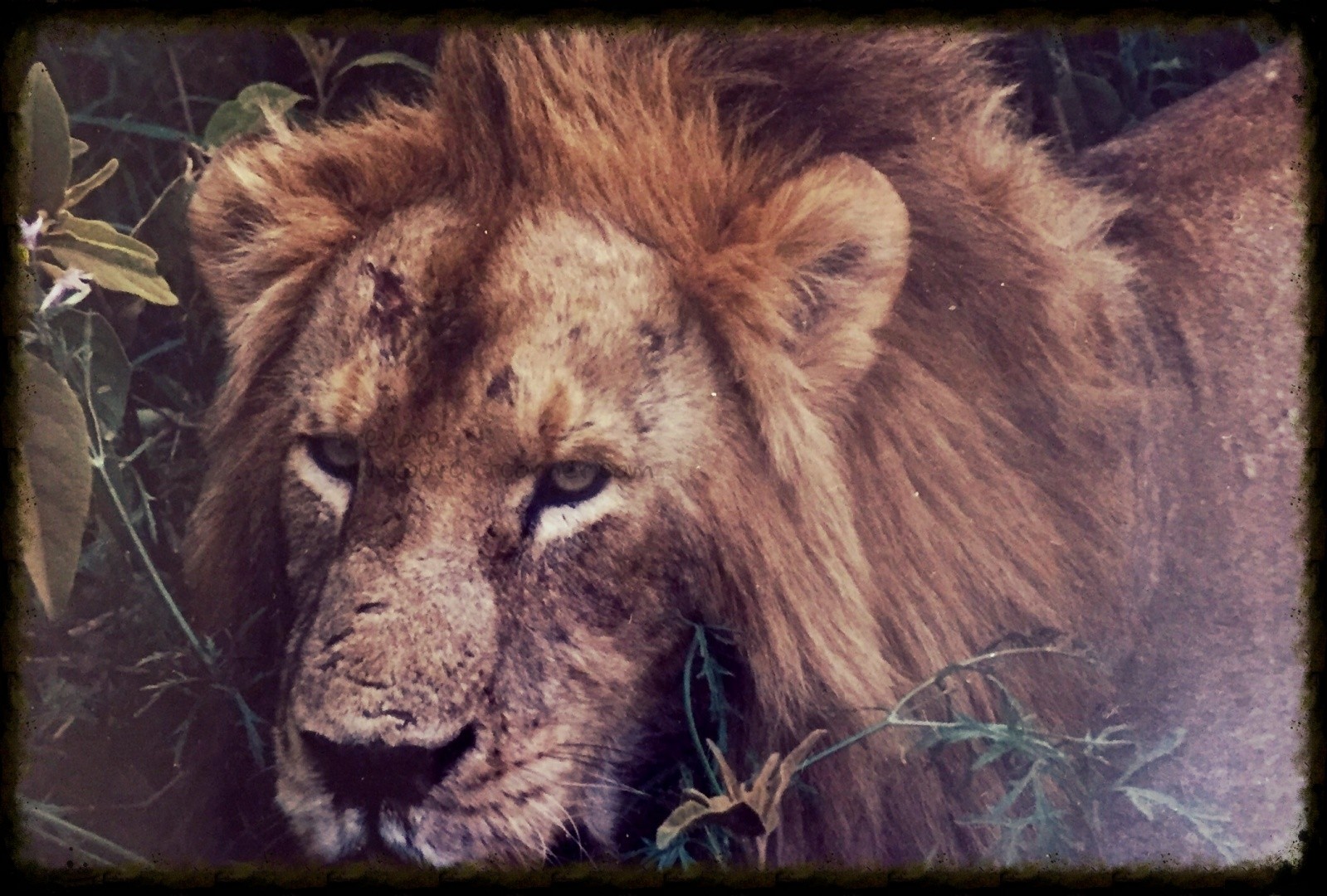 African-Lion-closeup