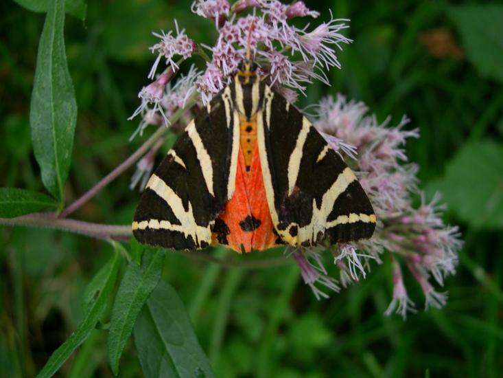 Farfalla variopinta