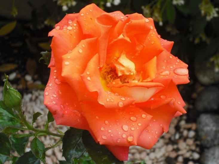 After the rain.....