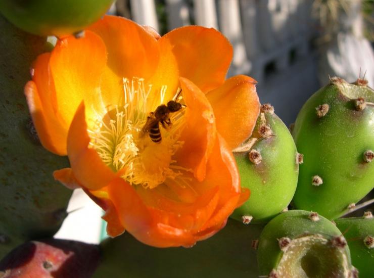 Flower of prickly pear...