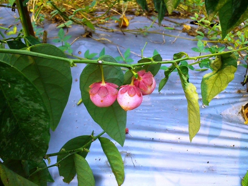 Little-pink