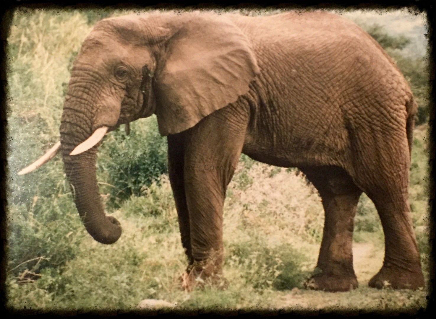 African-Elephant