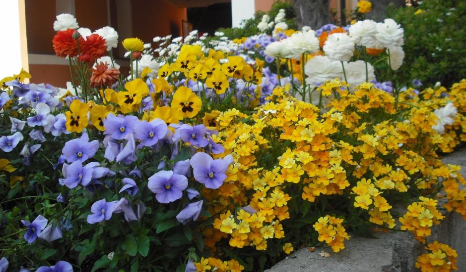 Mixed flowers