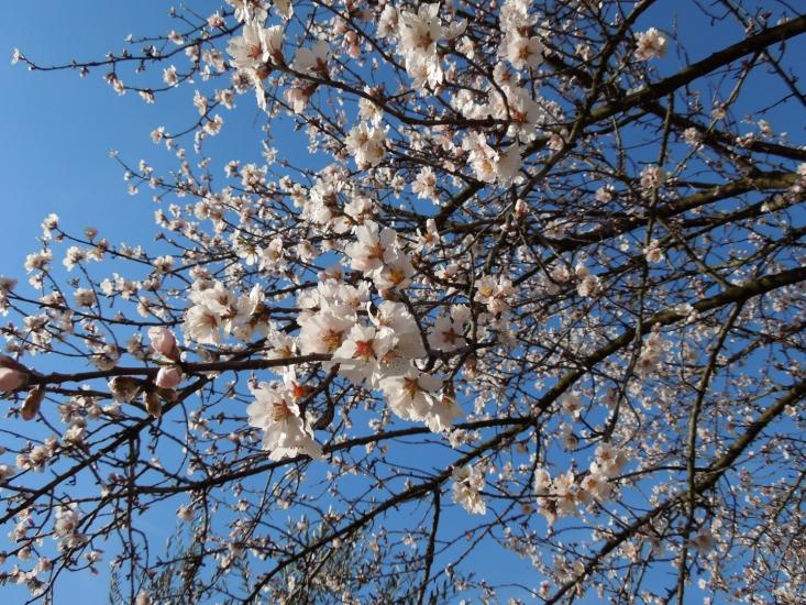 almond tree