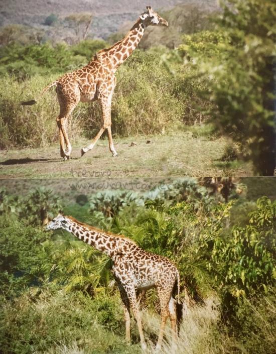 Gentle Giraffes