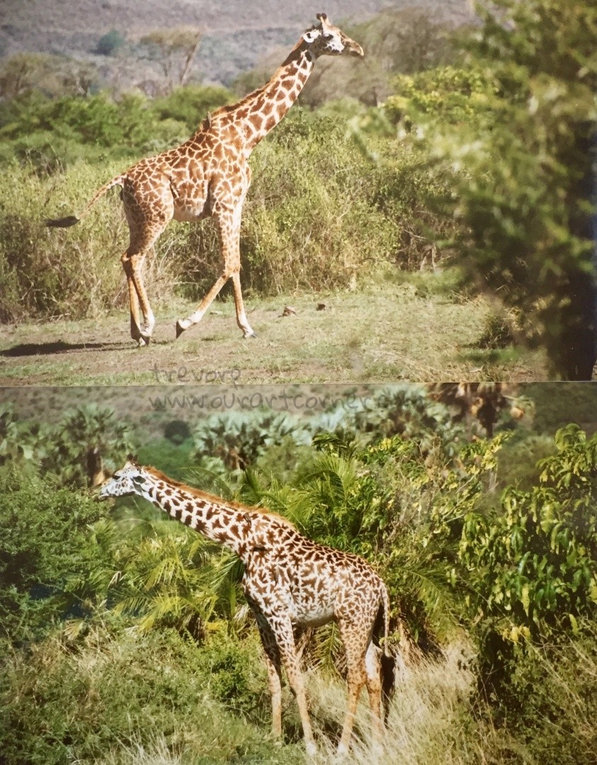 Gentle-Giraffes
