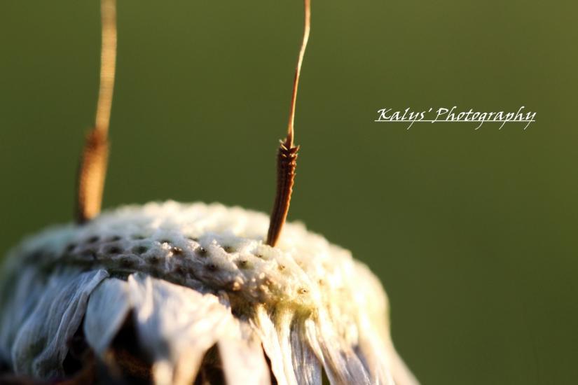 Feelment by Joseph kalys