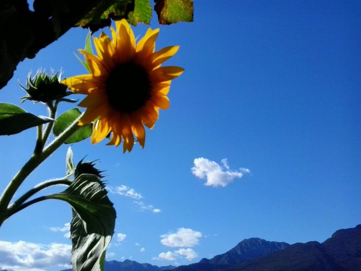 girasole......