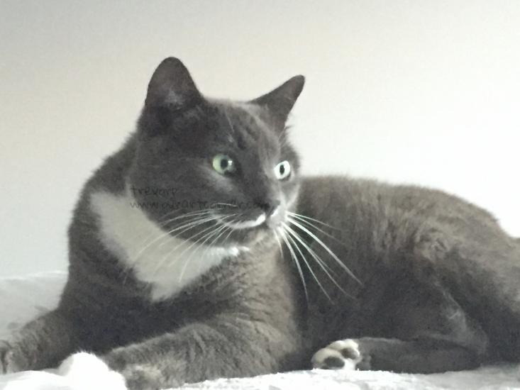 Mookie - the Cat