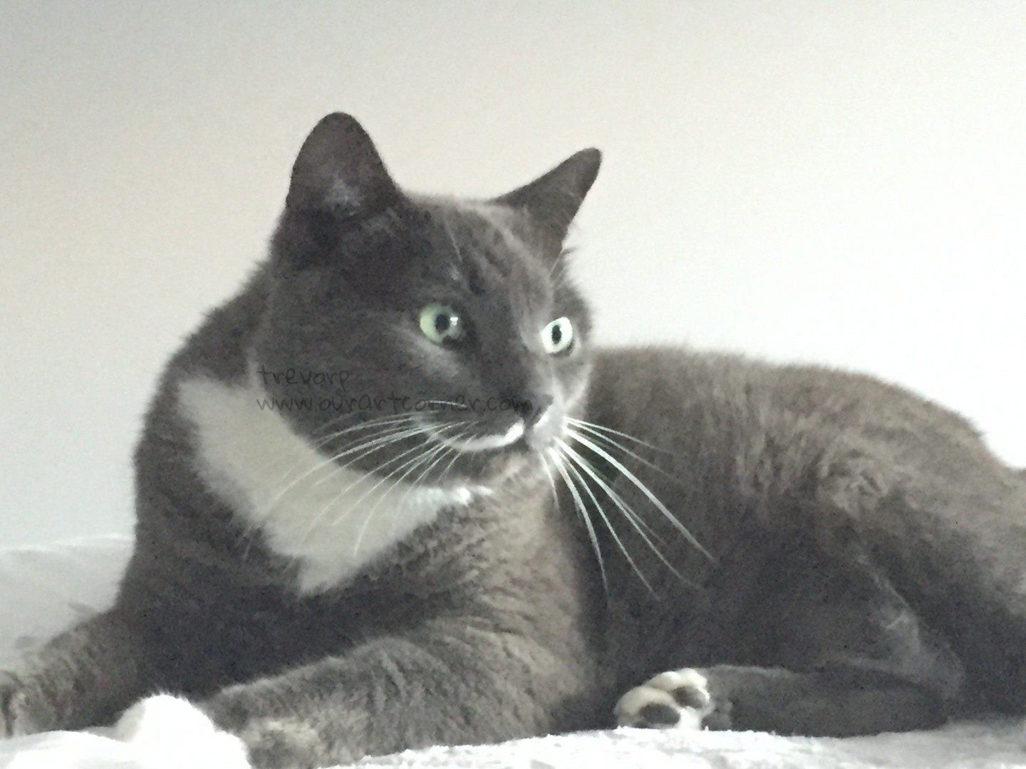 Mookie-the-Cat
