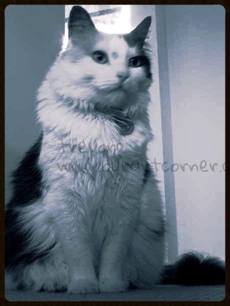 Bella - the cat