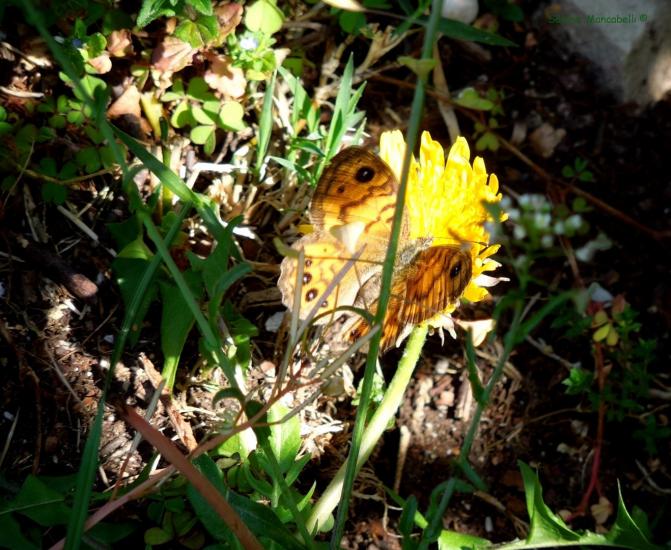 raggio di sole......