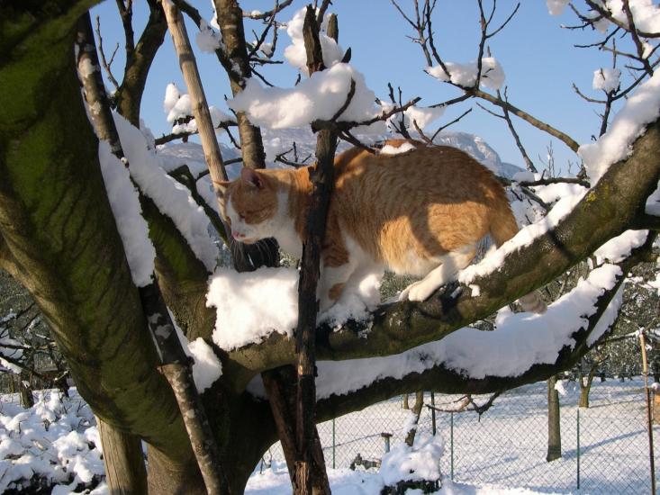 gatto della neve.....