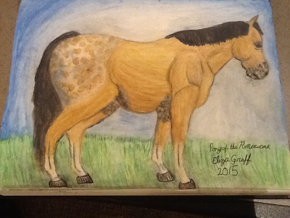 Pony-of-the-Americas