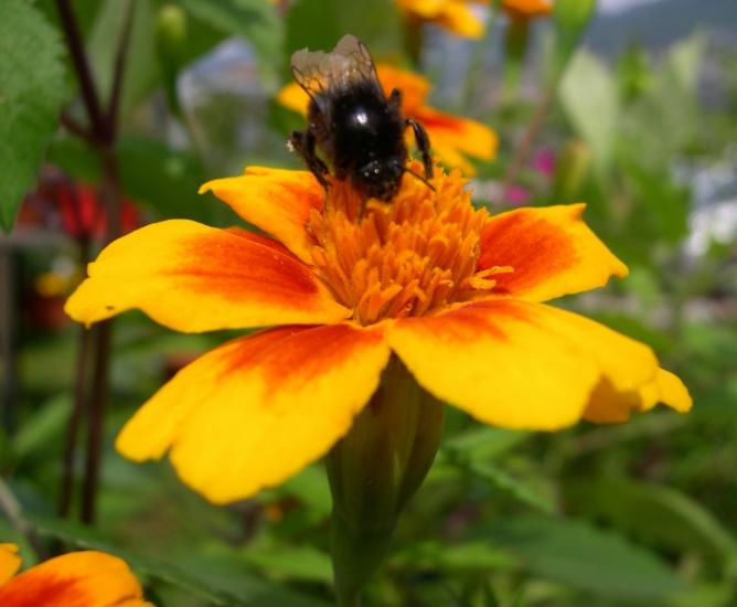tagetes....