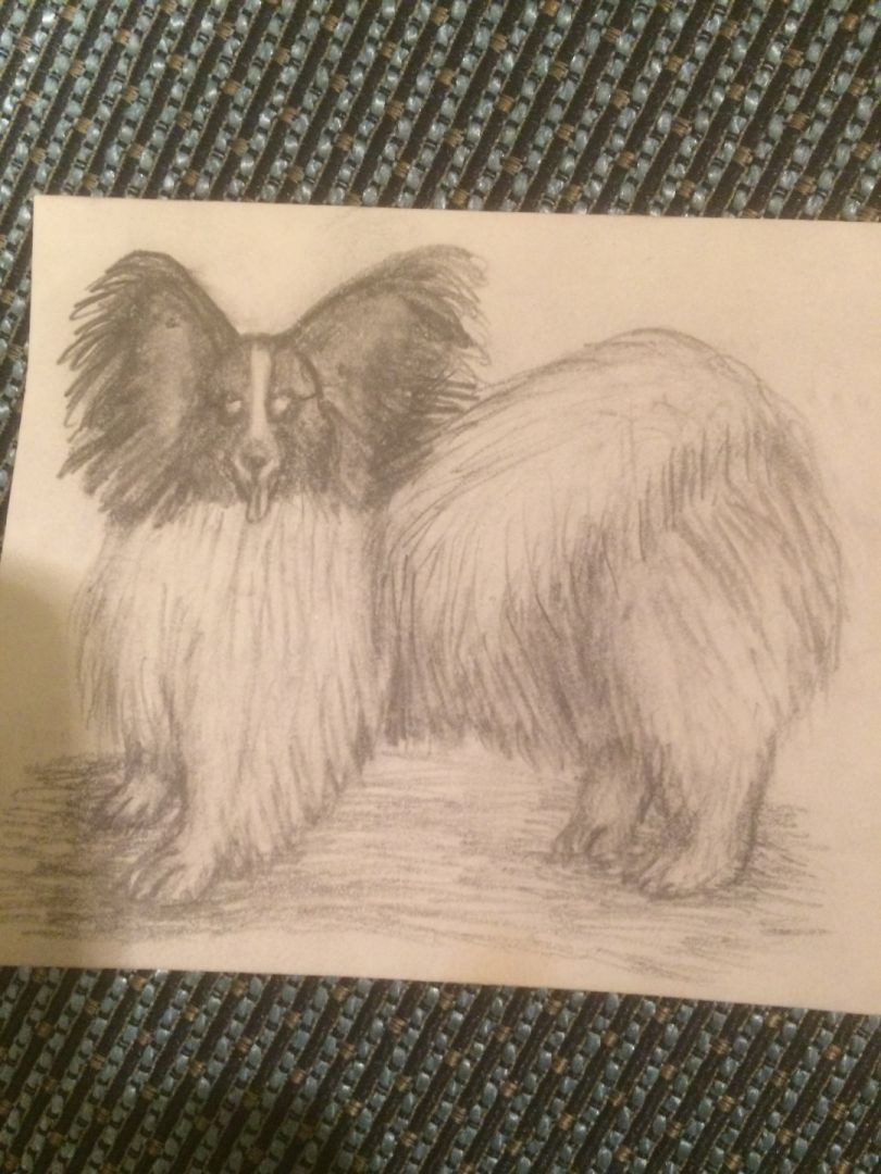Papillon