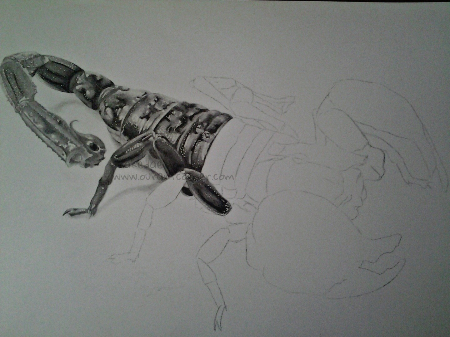imperial-scorpion-wip-2