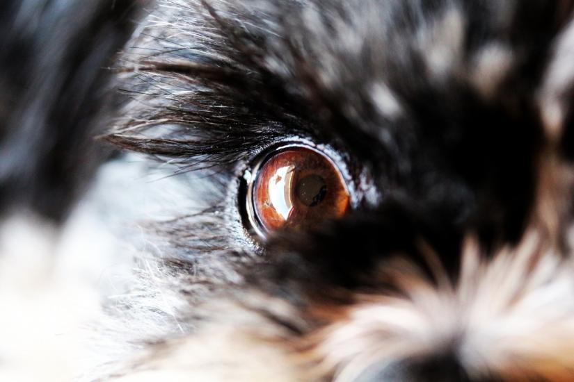Dog's eye by Joseph kalys