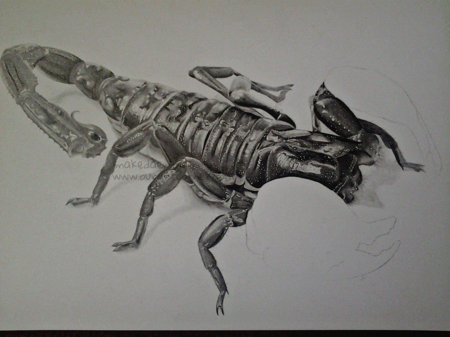 imperial-scorpion-wip-4