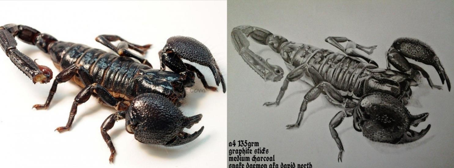 photo/drawing comparison #6 imperial scorpion