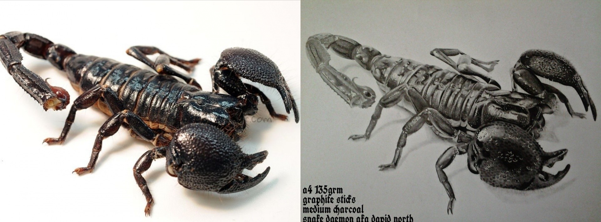 photodrawing-comparison-6-imperial-scorpion