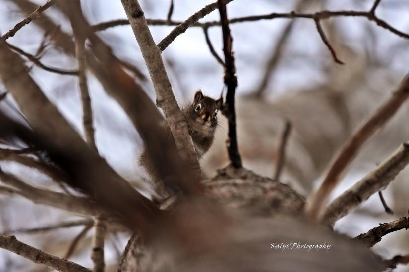Squirrel! by Joseph kalys