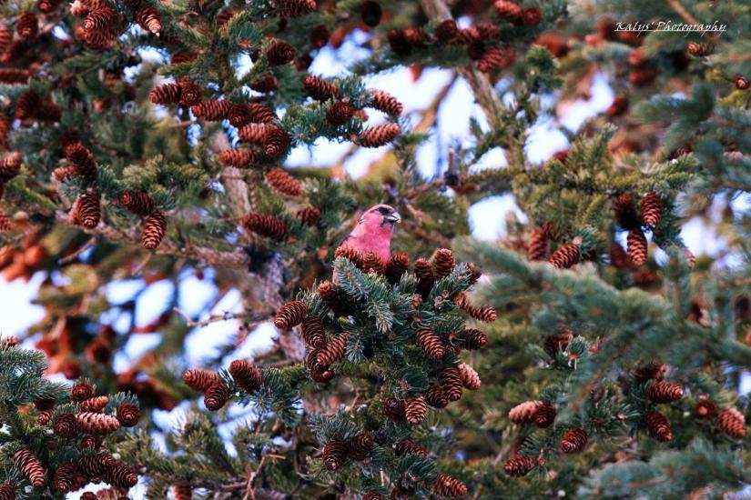Birdie 3 by Joseph kalys