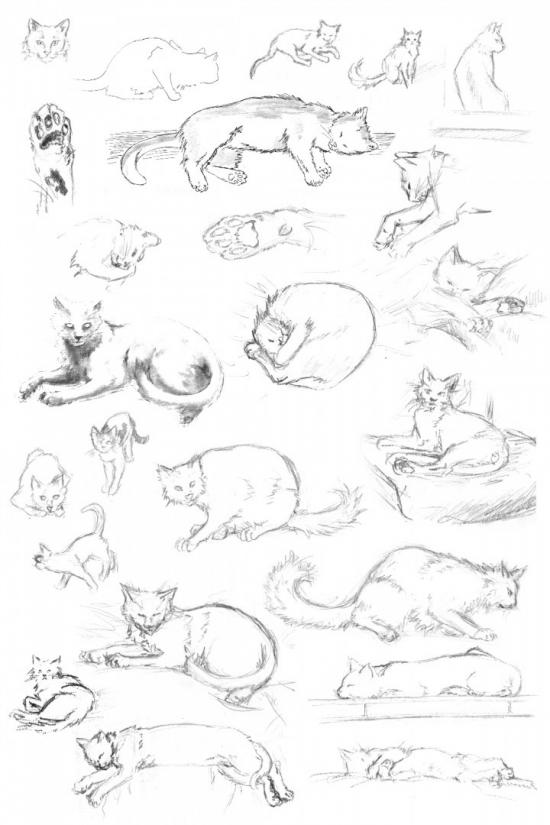 Cat compillation by Red Furry Demon