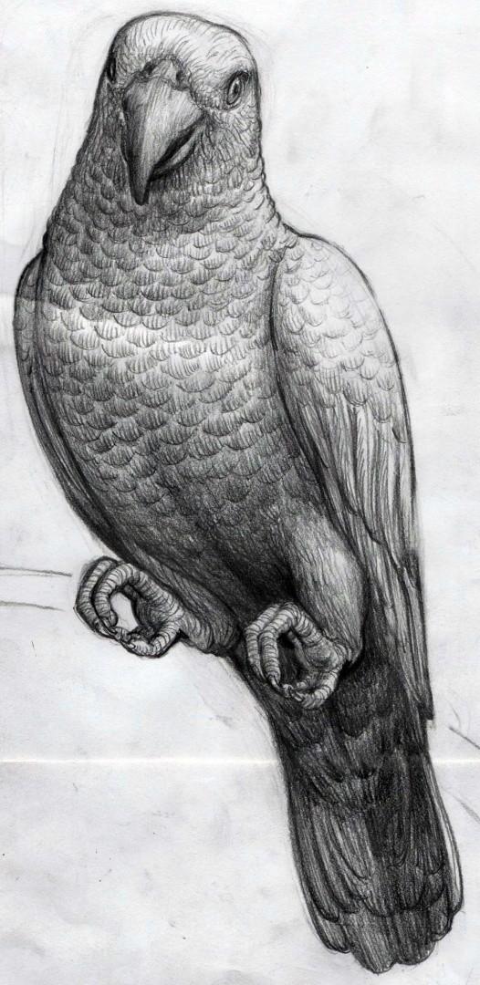 Parrot 1 by Don Art