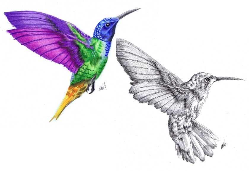 Hummingbirds