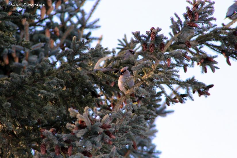 Waxwing 4 by Joseph kalys