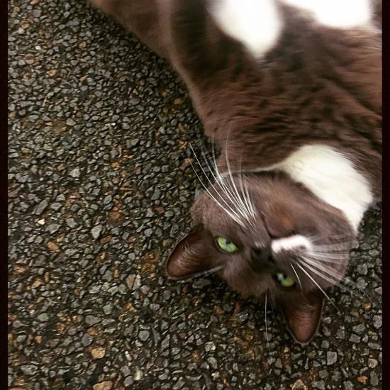 UPSIDE DOWN CAT
