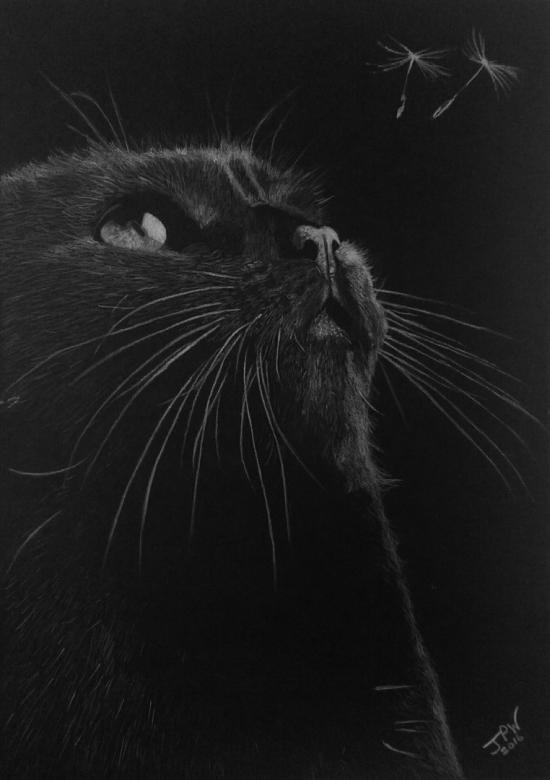Black cat by JPW Artist