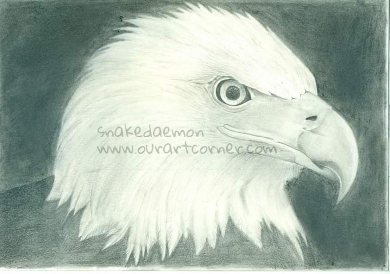 bald eagle (reupload)
