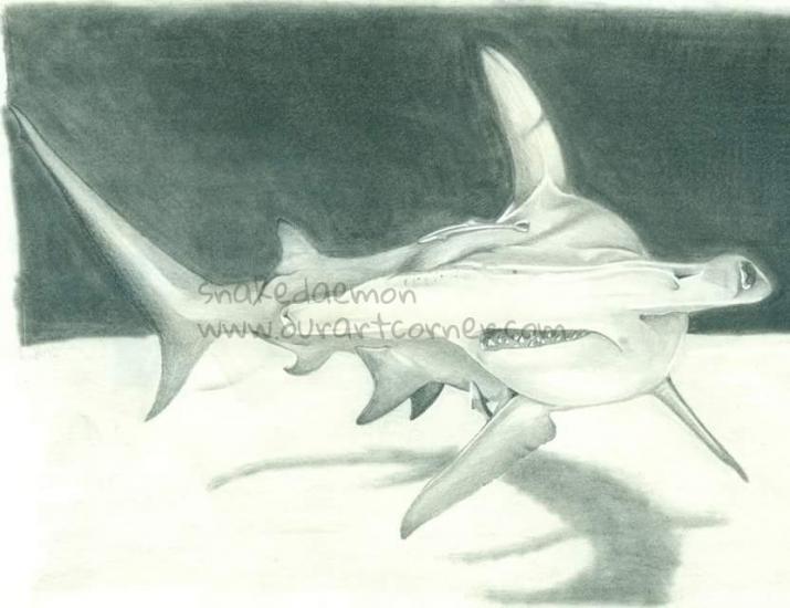 hammerhead shark (reupload)