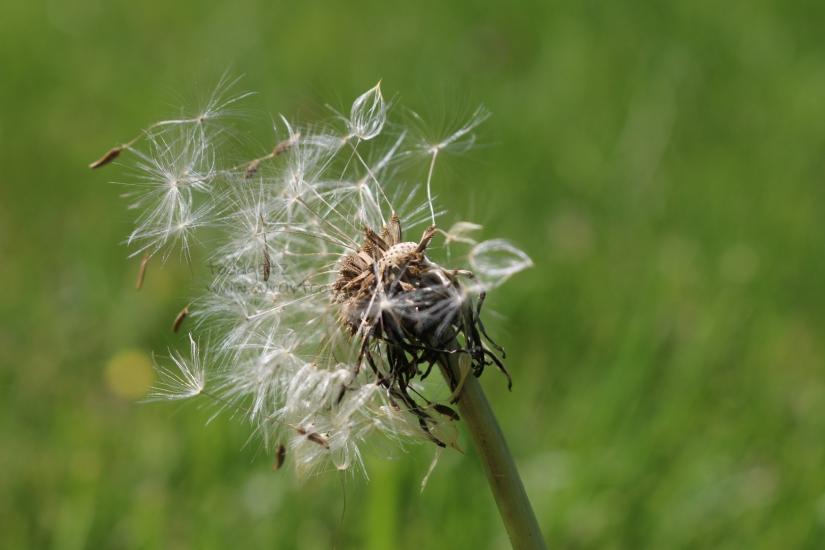 Dandelion seeds by toddgetz