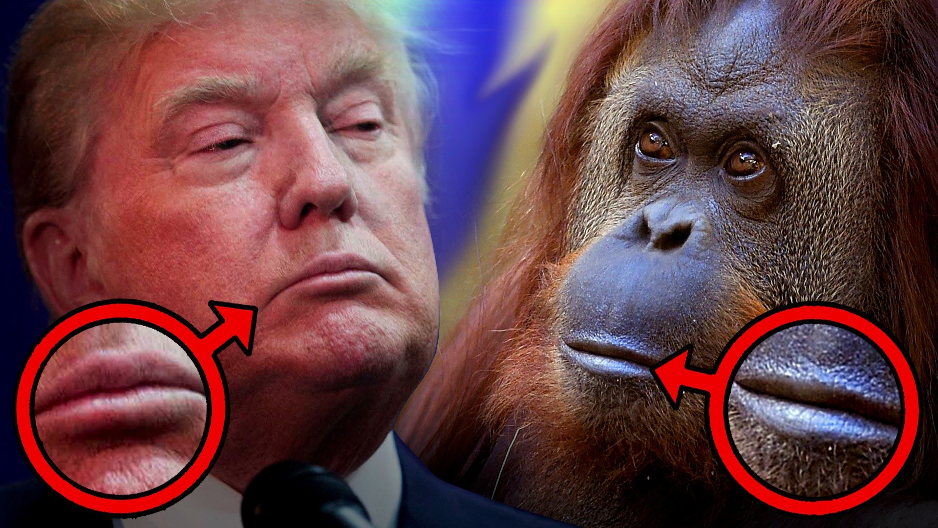 DONALD-TRUMP-GREAT-APE-comparison-video-in-the-