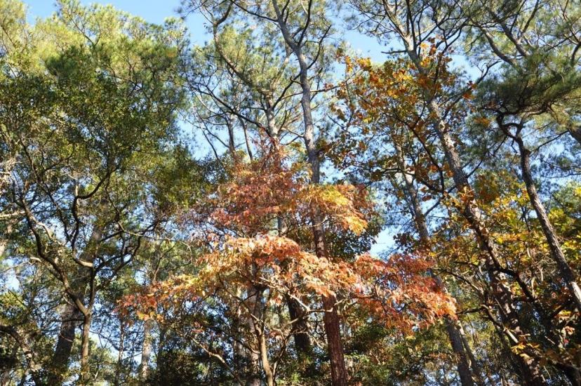 The Colors Of Fall by  Jeff Bliven Photography 