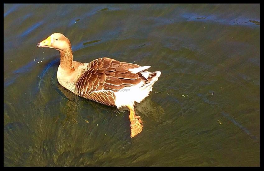 GOOSE ON WATER
