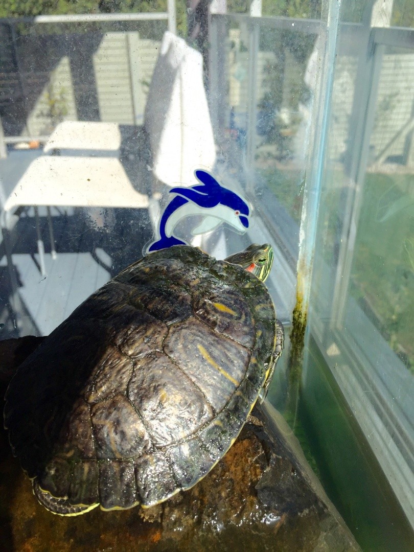 PEEKABOO
