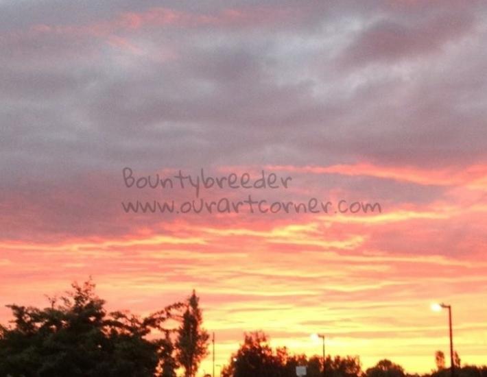Sunset 1 by Bountybreeder