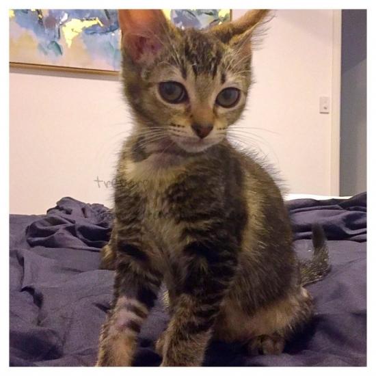 DAISY THE CAT