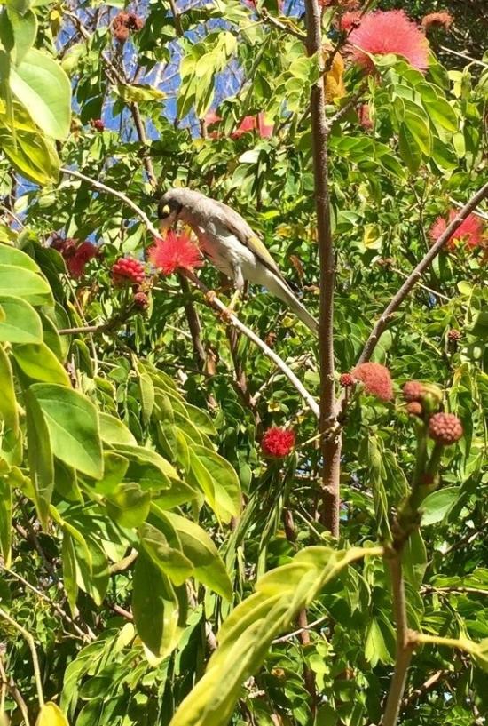 Spot the bird