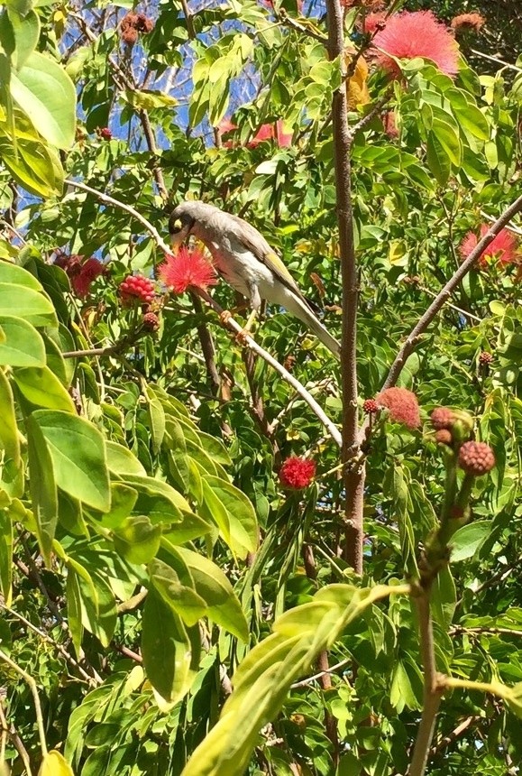Spot-the-bird