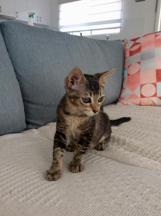 DAISY THE CAT